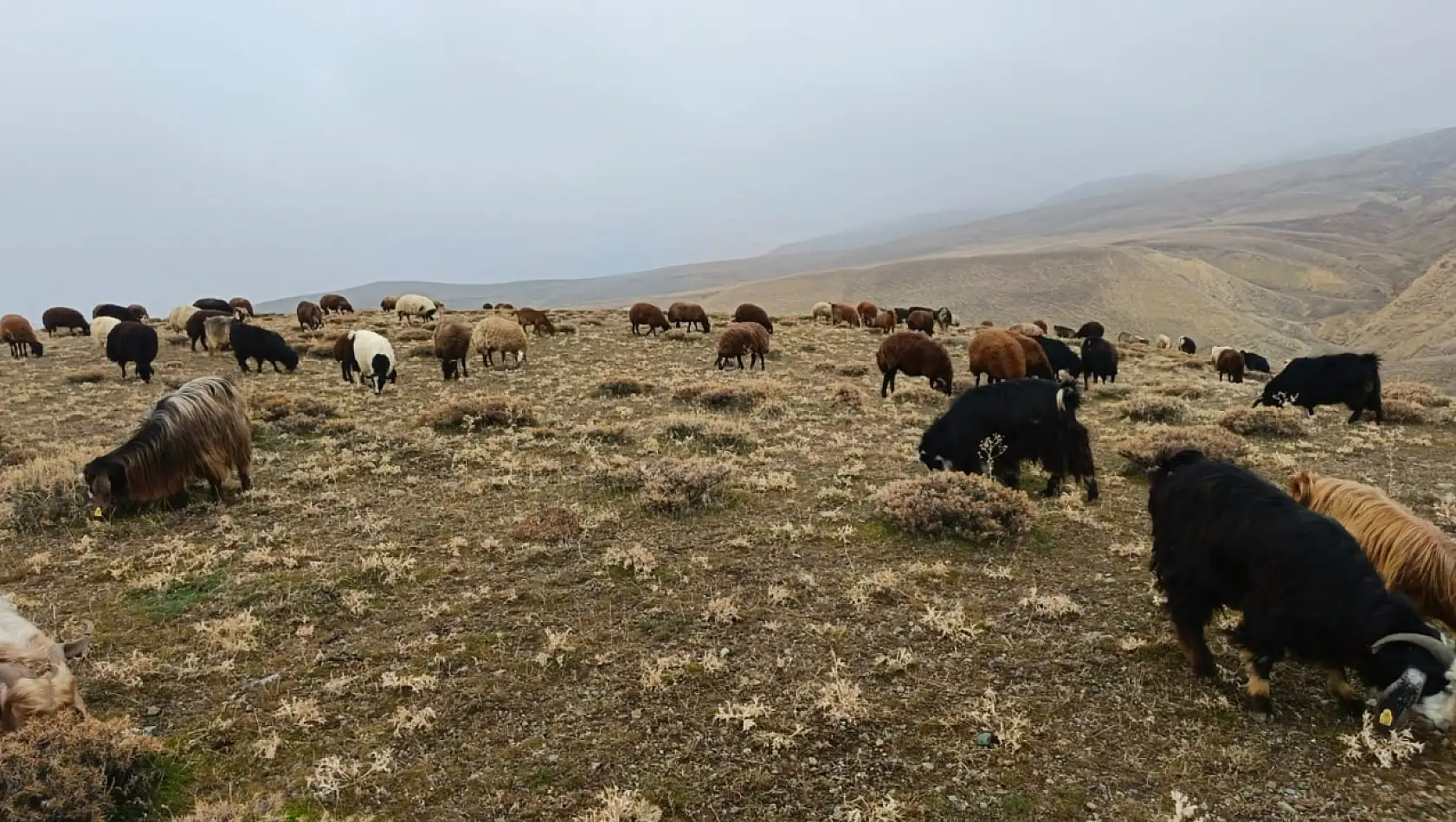Ağrı'da kar yağışı gecikirken köylüler meralardan faydalanıyor