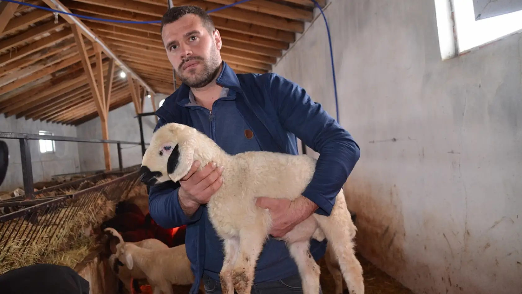 İki yıllık emek ilk meyvesini verdi: 41 kuzu dünyaya geldi