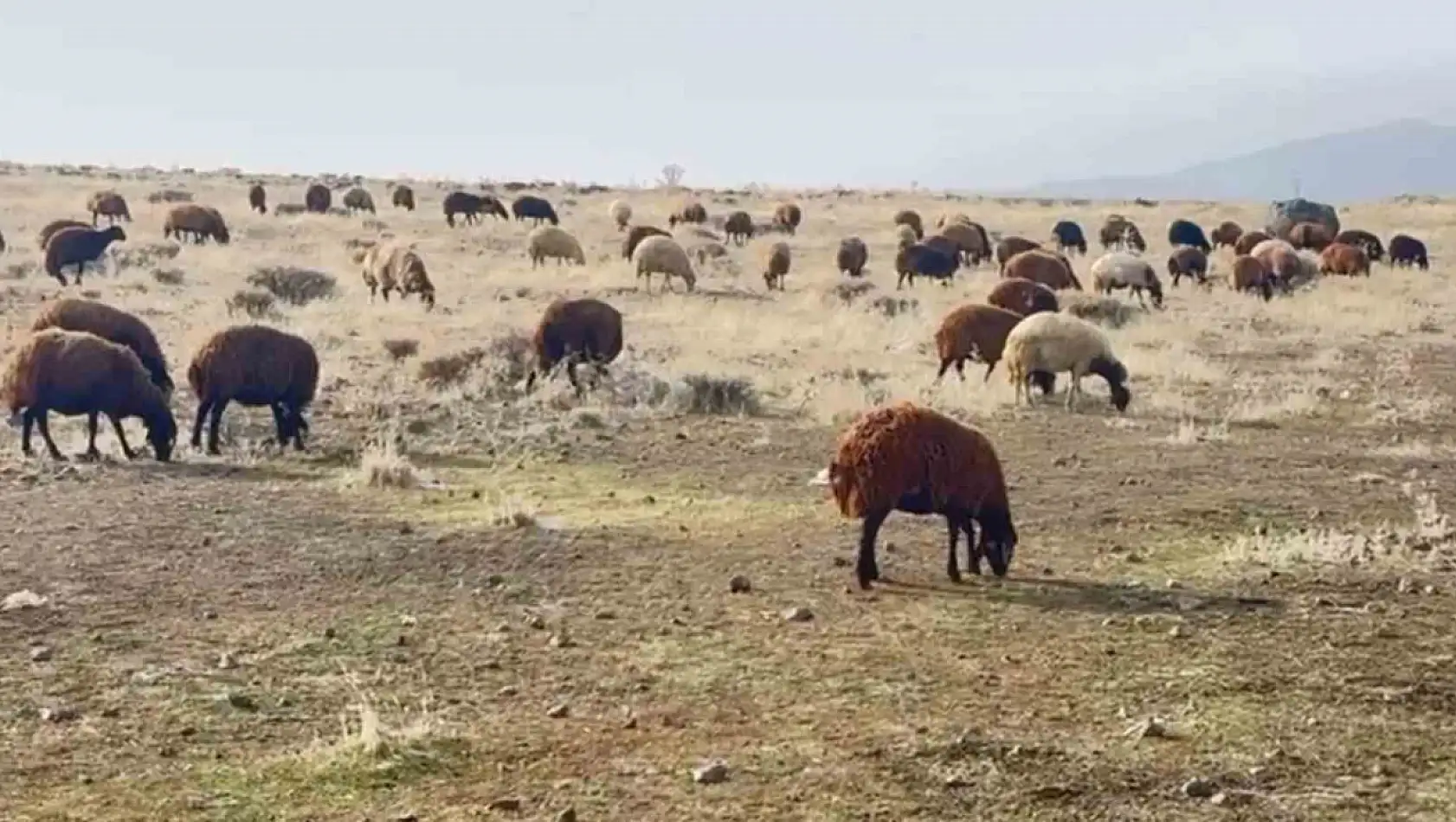 Patnos'ta kar yağmaması, çiftçilerin işini kolaylaştırdı