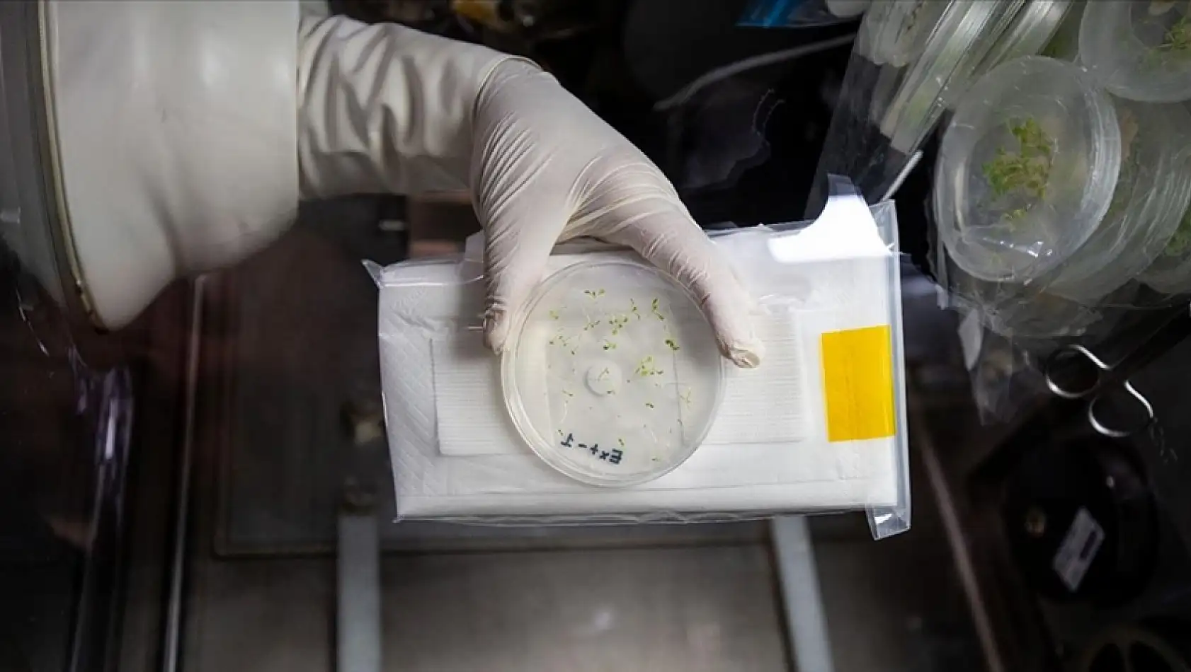 Schrenkiella Parvula Nedir