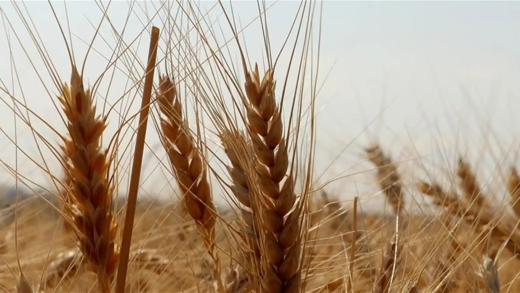 TMO stokları açtı: Fiyatlar düşer mi?