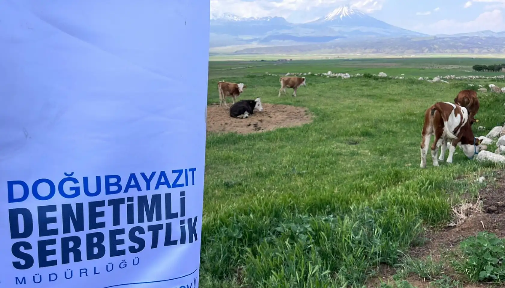 Ağrı'da cezaevinden çıktı, devlet desteğiyle hayvancılığa başladı