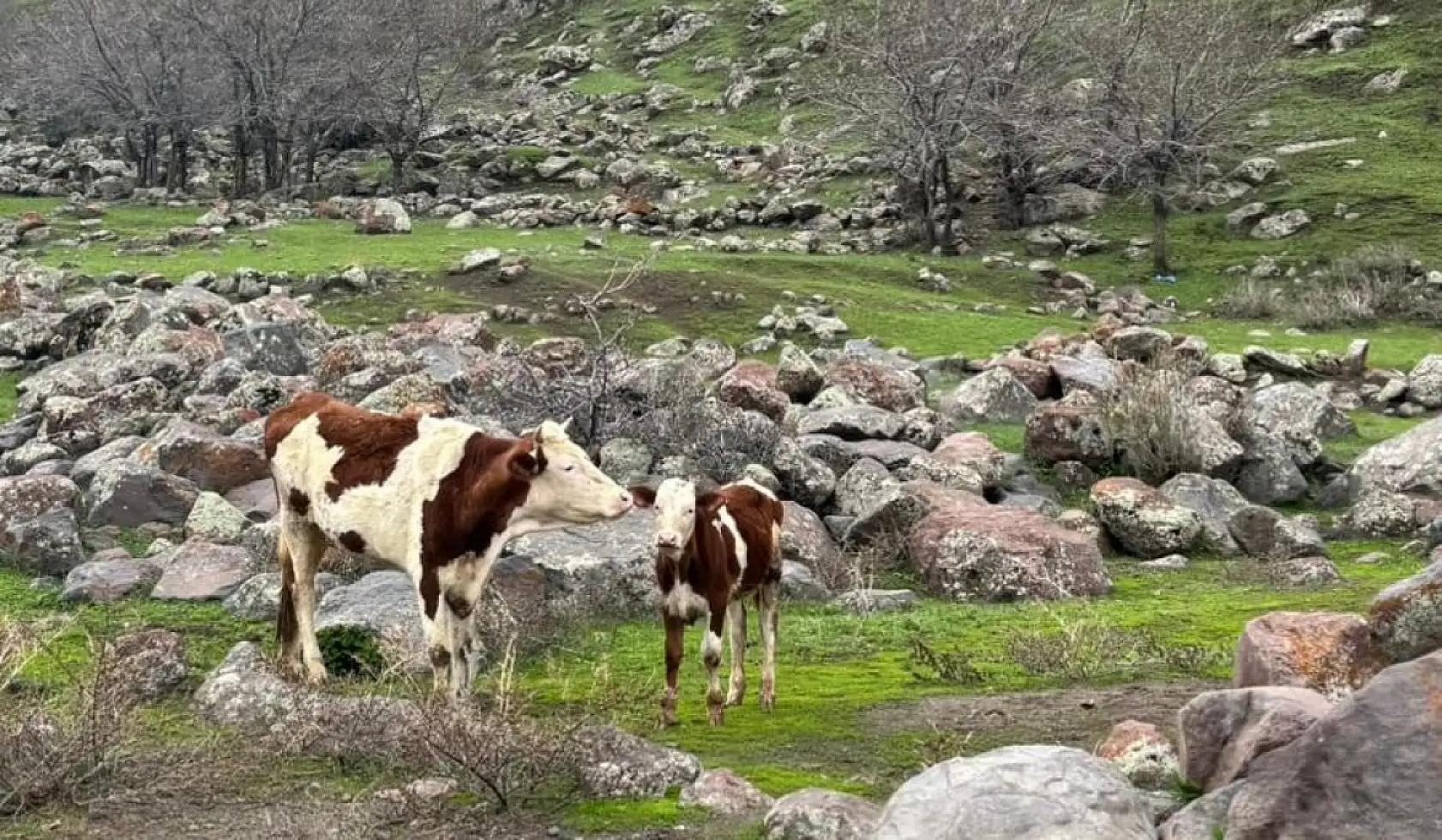 Ağrı'da 6 ay sonra hayvanlar meralarla buluştu