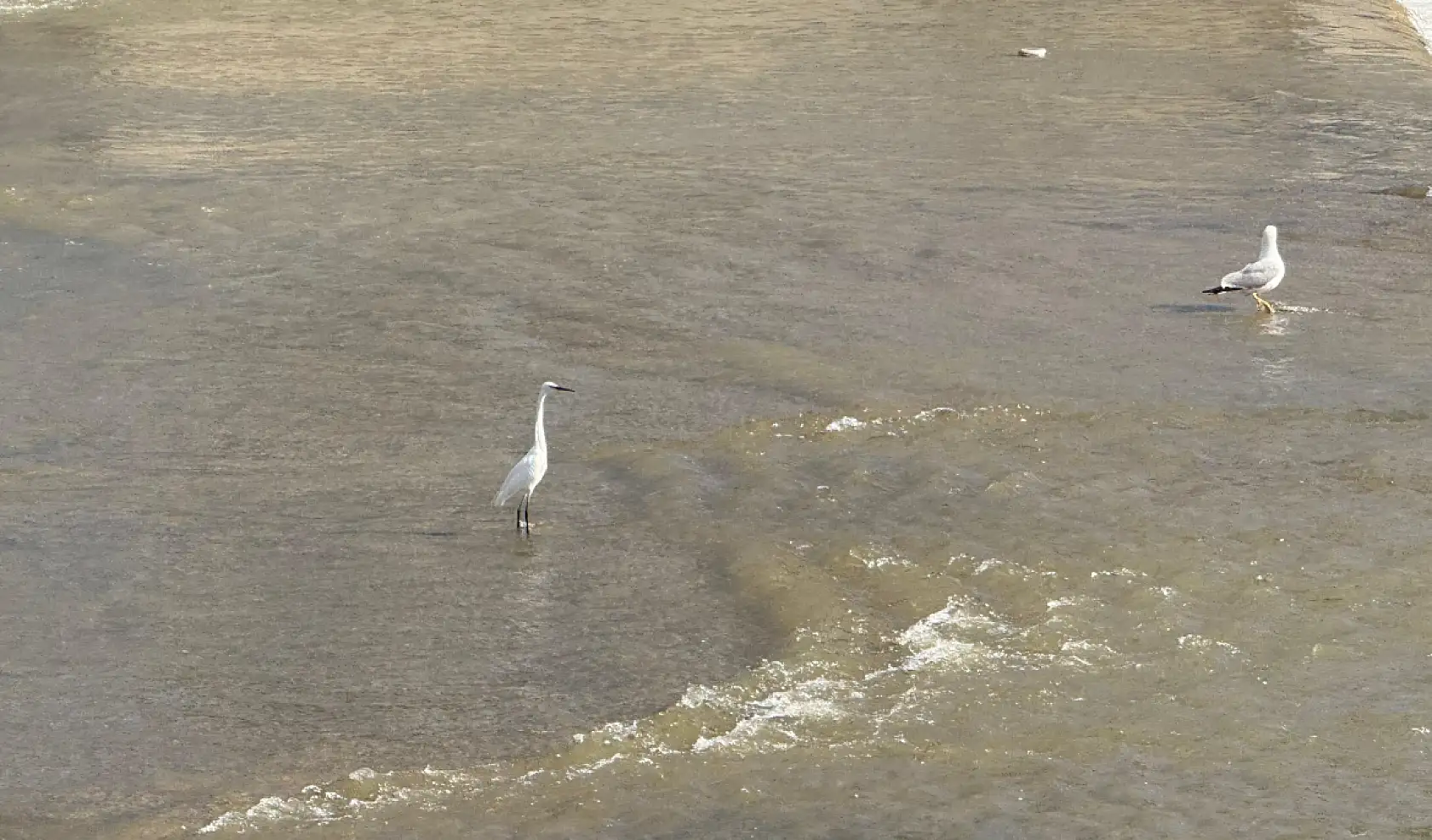 Sıcaklıklar arttı, Murat Nehri'nde su seviyesi azaldı