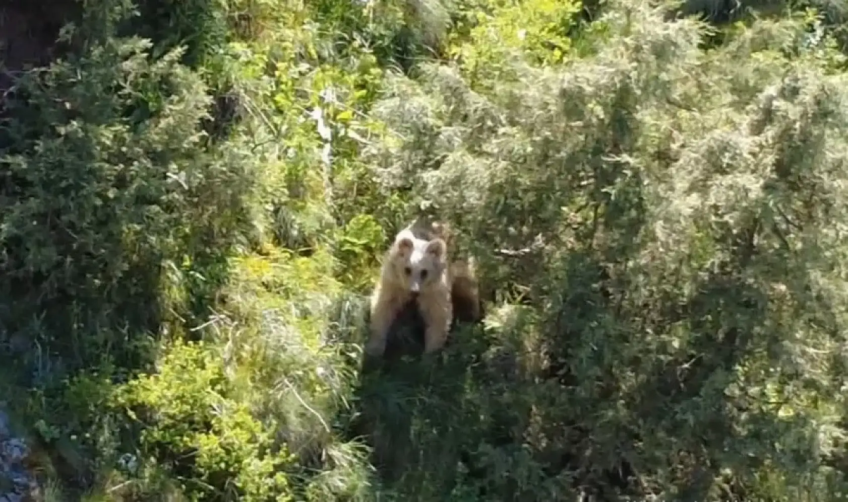 Erzurum'da doğa tutkununu heyecanlandıran anlar! Dron kamerasına yansıyan görüntüler ilgi çekti