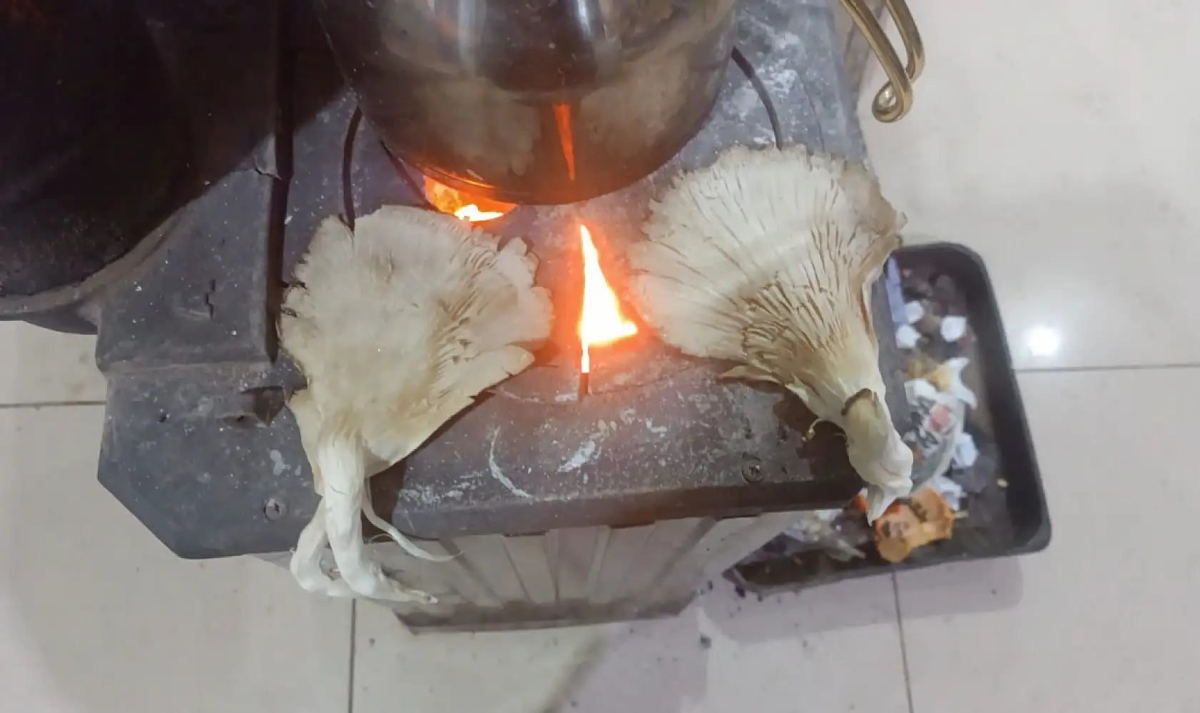 Ağrı'da istiridye mantarı yaygınlaşıyor