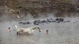 Dondurucu soğukta termal suya giren mandalar şaşırttı