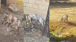 Muradiye'de zincirle bağlanan kurt kurtarıldı, rehabilitasyon sürecine alındı