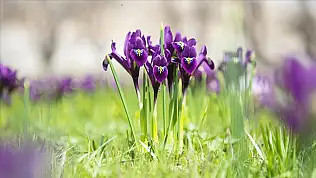 2026 için yasak ve kotaya tabi bitkiler açıklandı