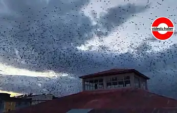 Ağrı'da akşam saatlerinde kuşların toplu hareketi dikkat çekti