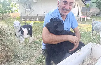 Ağrı'da bahçesini yılanlar basan emekli memur sorunu keçi ve tavuklarla çözdü