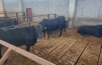 Ağrı'da besicilik kapasitesi artırılıyor