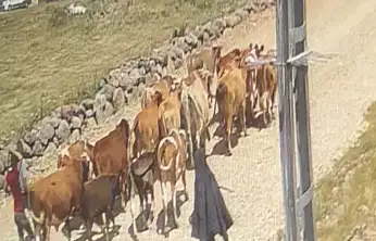 Ağrı'da çalınan 22 büyükbaş hayvandan 15'i Doğubayazıt'ta bulundu