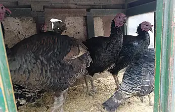 Ağrı'da canlı hindi geleneği yıllardır değişmiyor