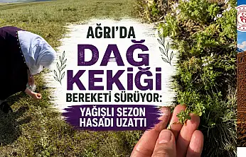 Ağrı'da Dağ Kekiği bereketi sürüyor: Yağışlı sezon hasadı uzattı