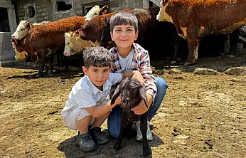 Ağrı'da damızlık düve desteği üreticinin yüzünü güldürdü