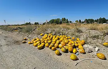Ağrı'da dere kenarına bırakılan onlarca kavun şaşkınlık oluşturdu