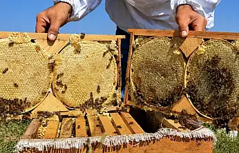 Ağrı'da Geven balında hasat bereketi: Hedef 357 ton