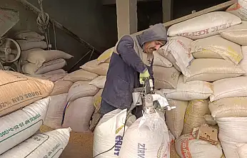 Ağrı'da hayvancılıkta arpa ezmesiyle verim artıyor