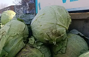 Ağrı'da her sezon olduğu gibi büyük lahanalar ilgi görüyor