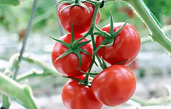 Ağrı'da jeotermal mucizesi: Domatesler Avrupa yolunda