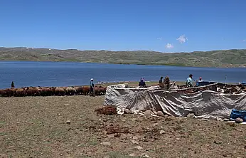 Ağrı'da kar geç eridi, göçerlerin yayla mesaisi geç başladı
