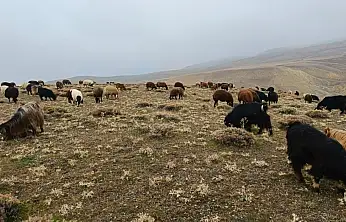 Ağrı'da kar yağışı gecikirken köylüler meralardan faydalanıyor