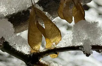 Ağrı'da kar yeniden etkisini gösterdi