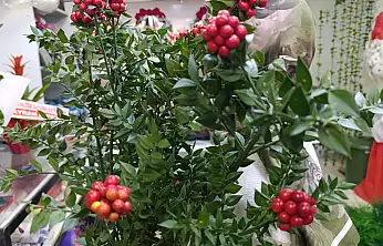 Ağrı'da 'kokina çiçeği' yılbaşı için alıcılarını bekliyor