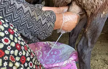 Ağrı'da koyun sağımı sezonu başladı: Üreticiler emeğini ekonomiye dönüştürüyor