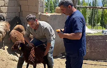 Ağrı'da PPR ve LSD aşılaması aralıksız sürüyor