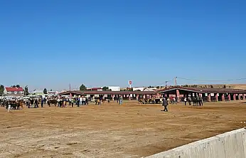 Ağrı'da şap alarmı! Hayvan Borsası 30 gün kapatıldı
