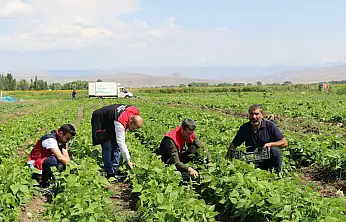 Ağrı'da sebze hasadı başladı