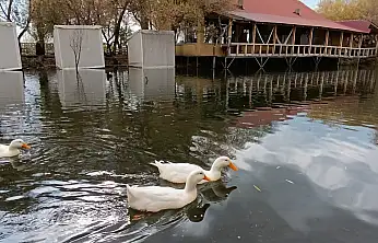 Ağrı'da sonbahar havası, nehir üstünde ördeklerle renklendi