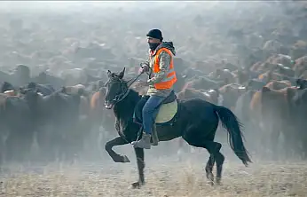 Ağrı Dağı eteklerinde atlı çobanlar sürüleri yılkı atlarıyla yönetiyor