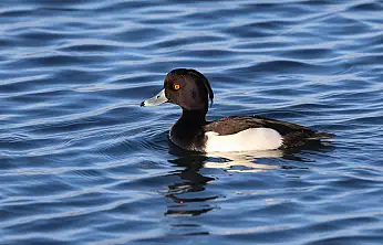 Ağrı Dağı eteklerinde nadir kuş türleri görüntülendi