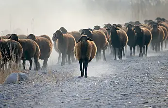 Ağrı Dağı eteklerindeki çiftlikte kuzu bereketi bekleniyor