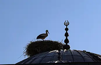 Ağrı Dağı ve çevresindeki iklim değişikliği, leyleklerin kış göçünü engelliyor