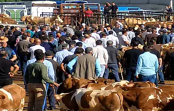 Ağrı Hayvan Pazarı'nda kavga! Taşlar ve sopalar havada uçuştu