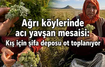 Ağrı köylerinde acı yavşan mesaisi: Kış için şifa deposu ot toplanıyor