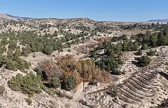 Ağrı'nın da dahil olduğu bal ormanı projesi büyüyor: Arıcılık için yeni fırsatlar doğuyor