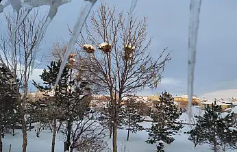 Ağrı'nın köylerinde kar altındaki kuş yuvaları dikkat çekti