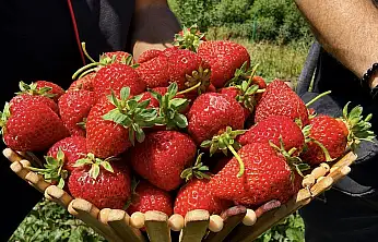 Ağrı'nın soğuğu çileğe yaradı: Bu yıl 200 tona yakın hasat bekleniyor