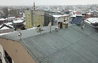 Ağrı'ya kış ortasında gelen leylekler şaşırttı