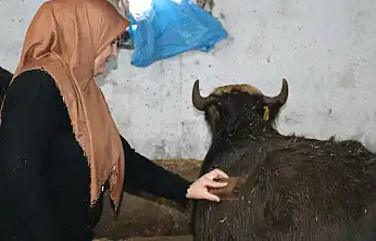Aksaraylı gelinin azmi Ağrı'da örnek oldu
