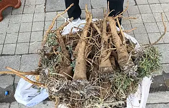 Aladağ'dan toplanan yabani havuç kökü Ağrı'da ilgi görüyor