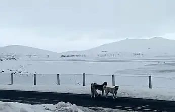Başıboş köpekler Patnos'ta gündemde