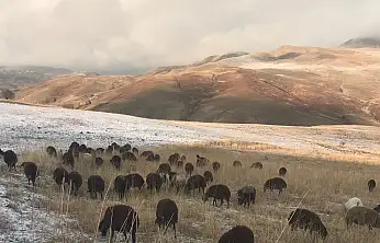 Dede Maksut Köyü'nde hayvanlar kış ayında otlanmaya devam ediyor