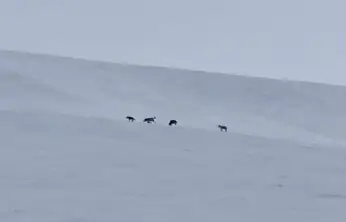 Diyadin'de kar altında kurt sürüsü kameralara yansıdı