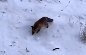 Diyadin'de karla kapanan doğa, aç kalan tilkileri şehre yönlendirdi
